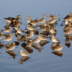 Wood duck and Dowitchers