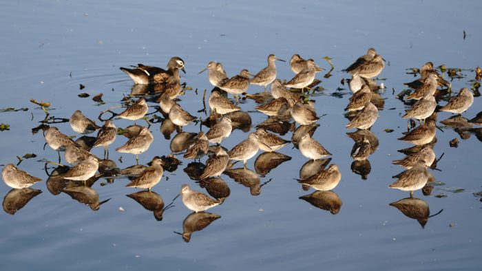 Wood duck and Dowitchers