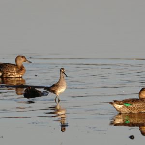 Dowitcher and Green-winged Teals