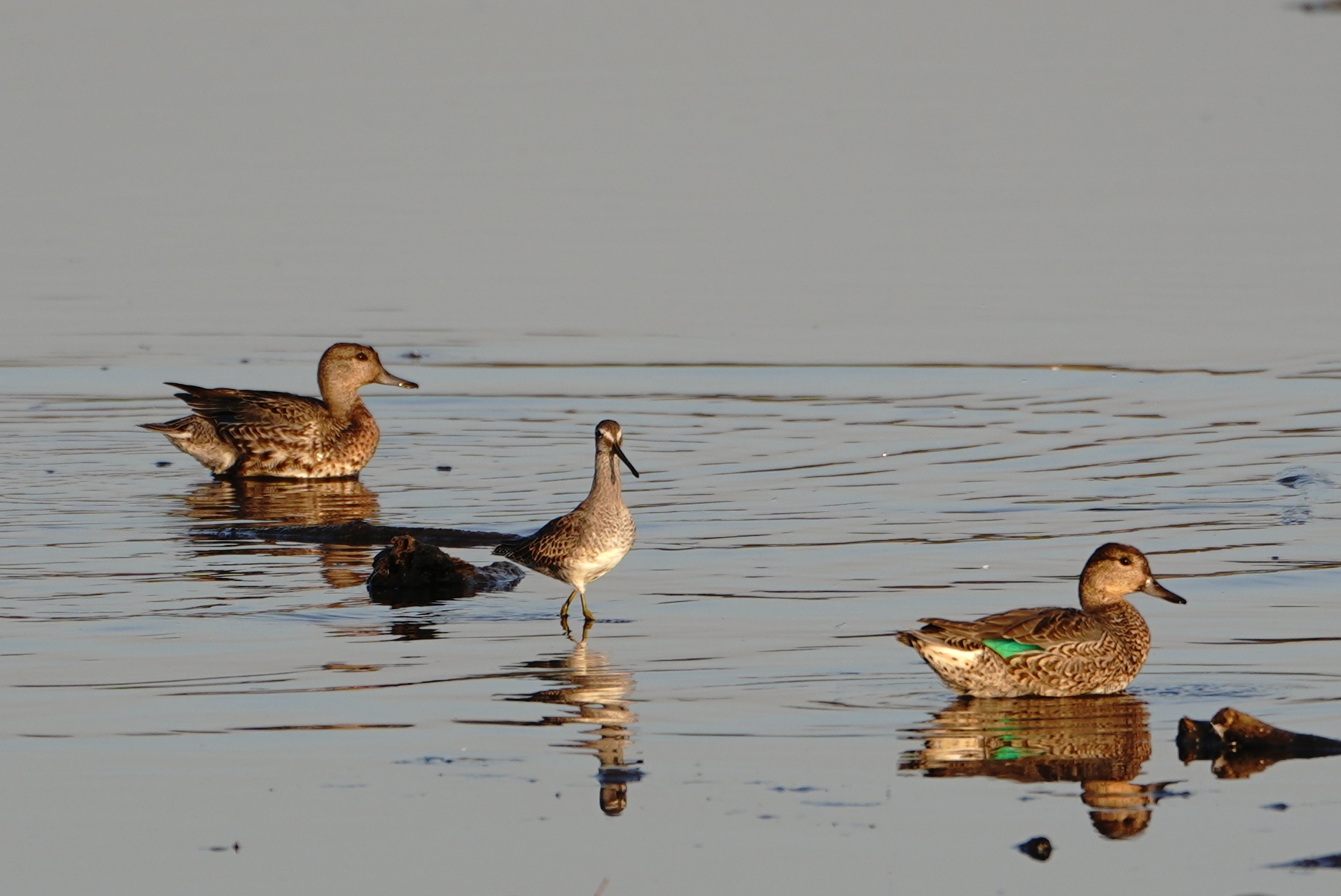 Dowitcher and Green-winged Teals