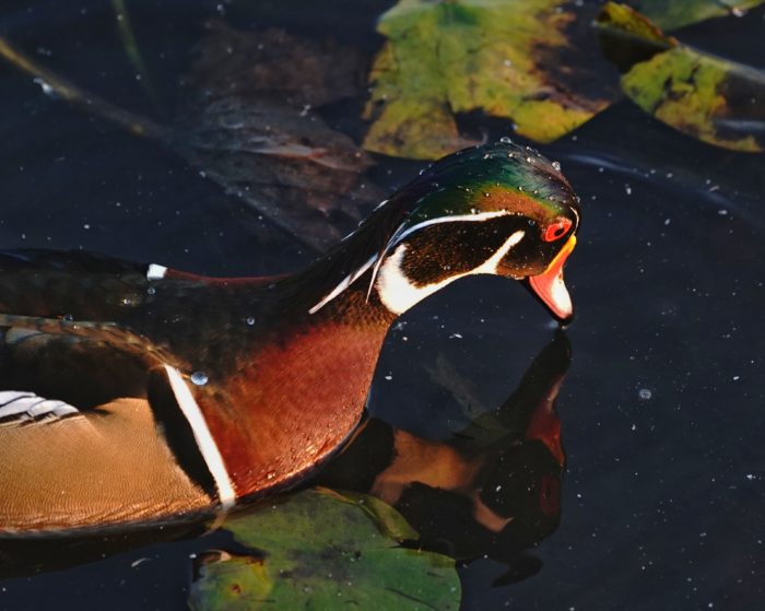 Wood Duck