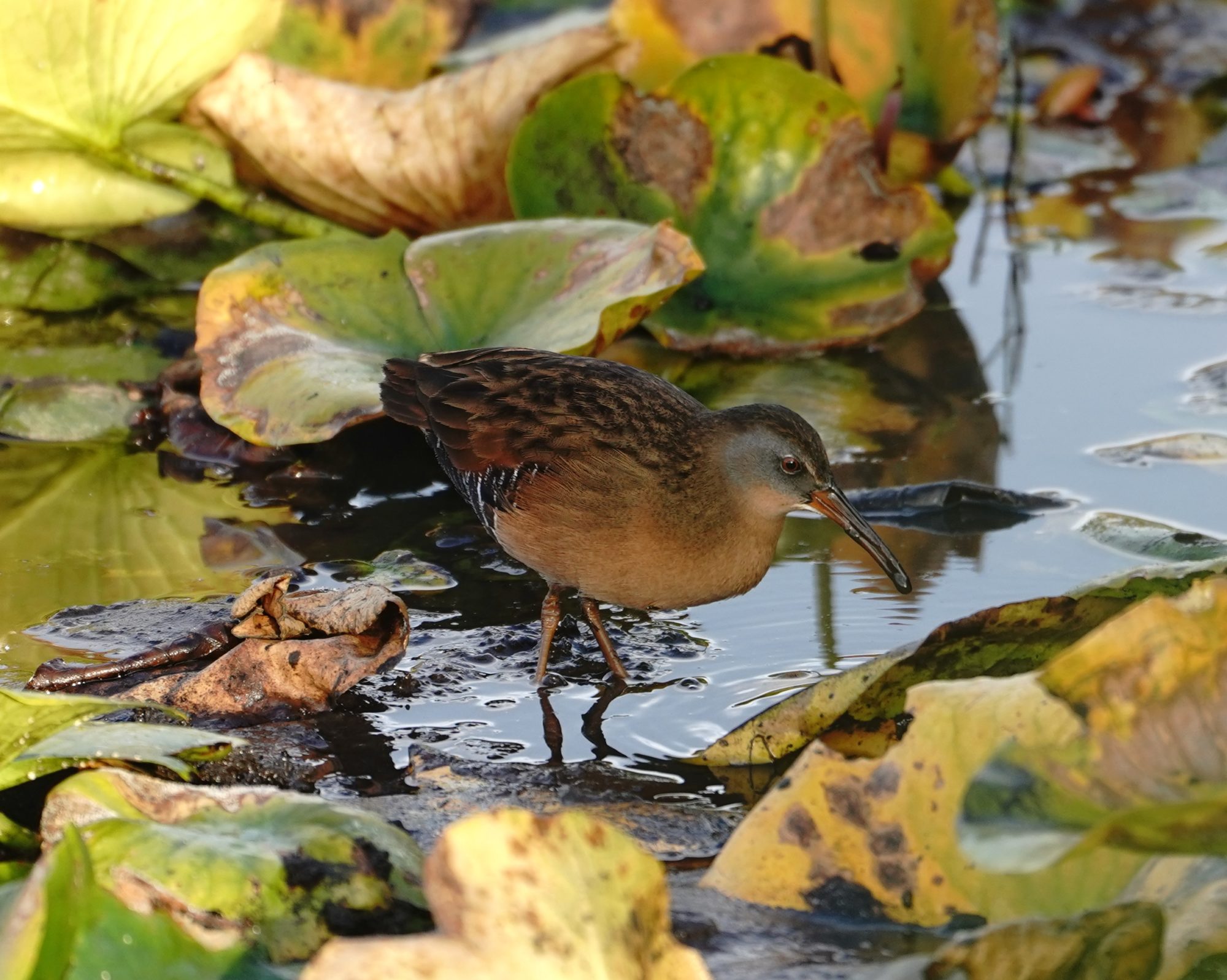 Virginia Rail