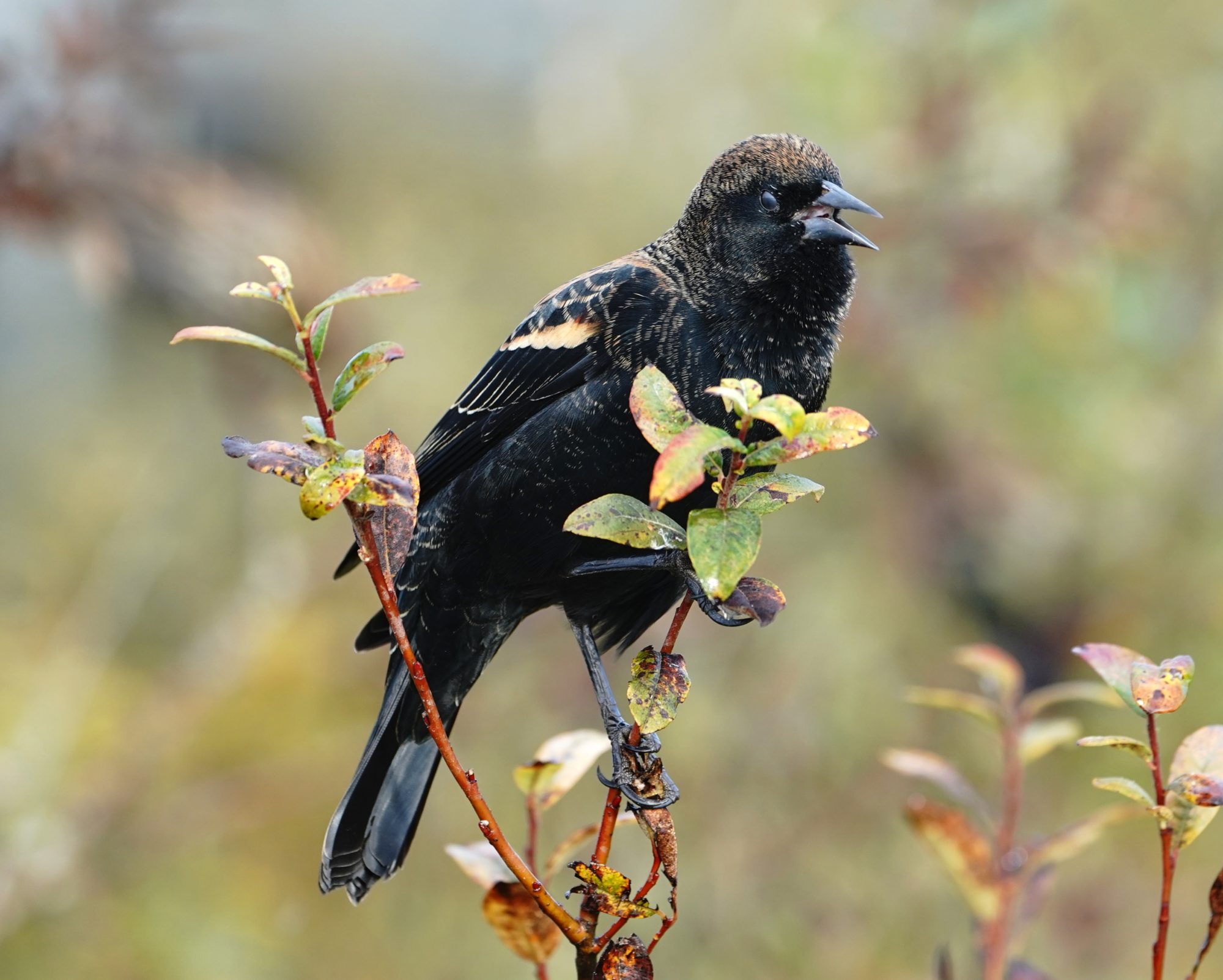 Red-winged Blackbird