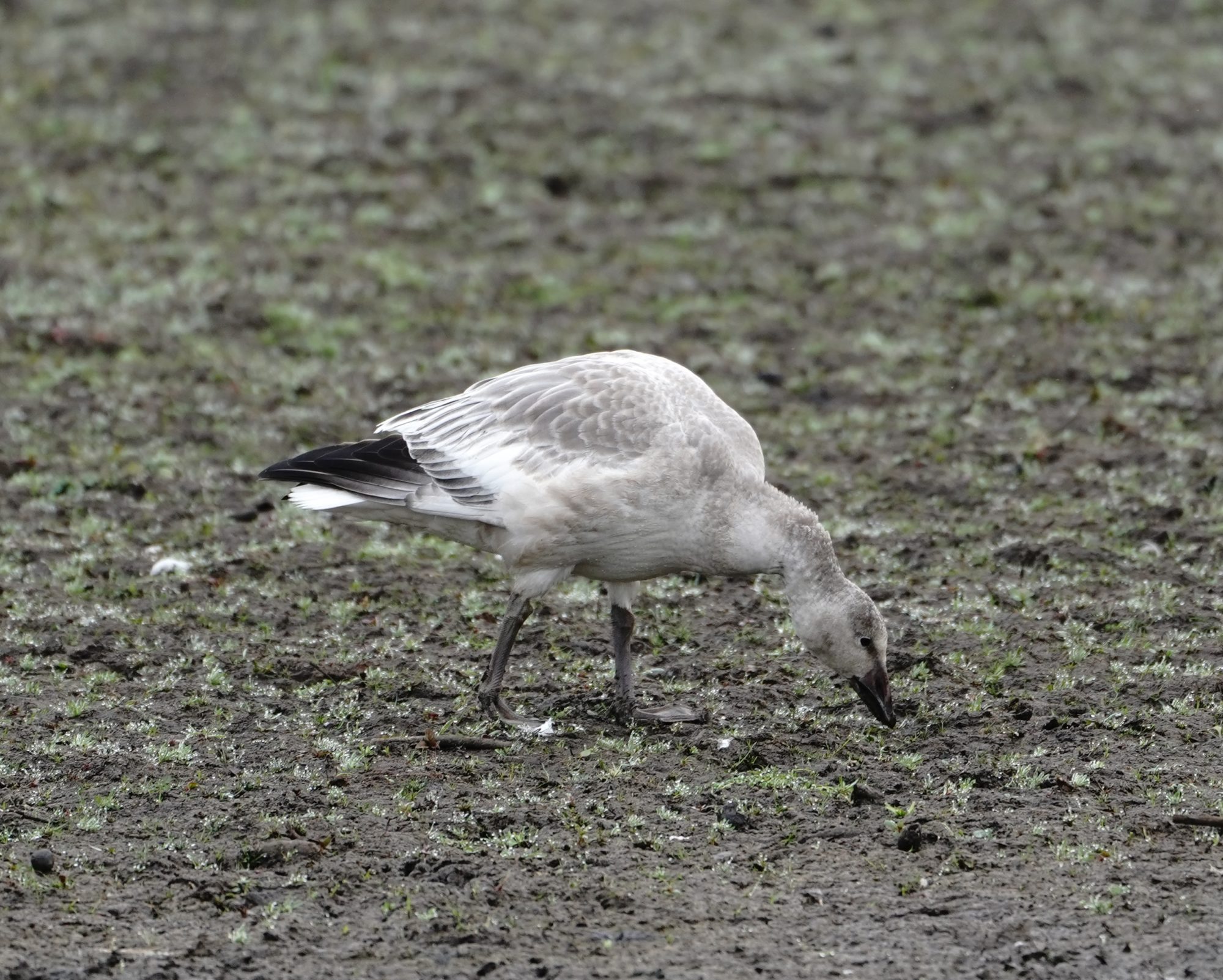 Snow Goose