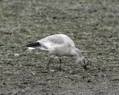 Snow Goose