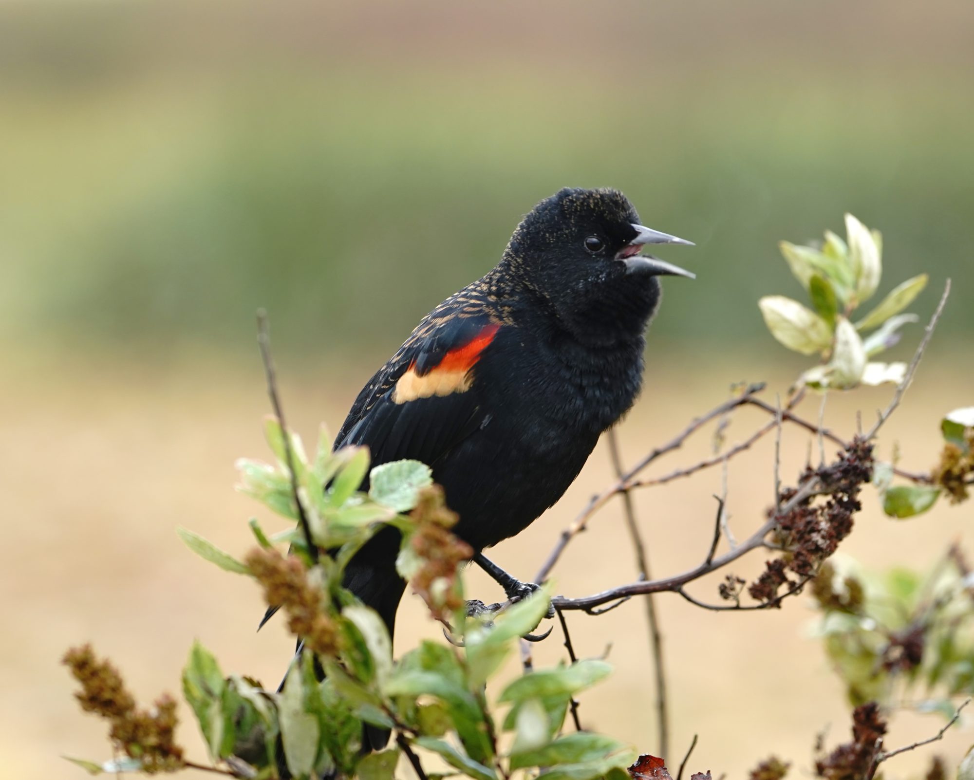 Red-winged Blackbird