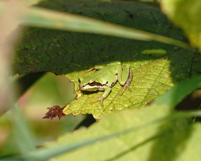 Tree frog