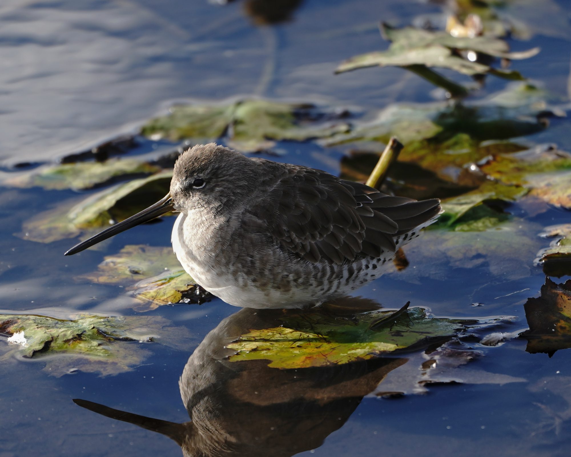 Long-billed Dowitcher