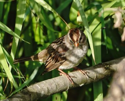White-throated Sparrow