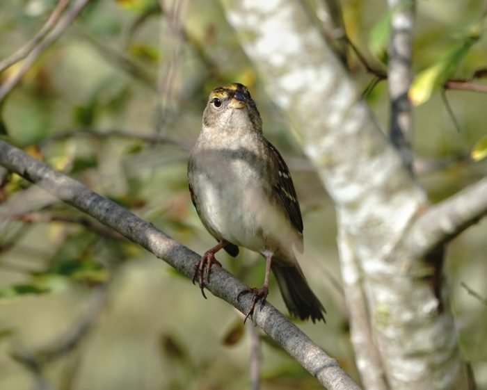 Golden-crowned Sparrow