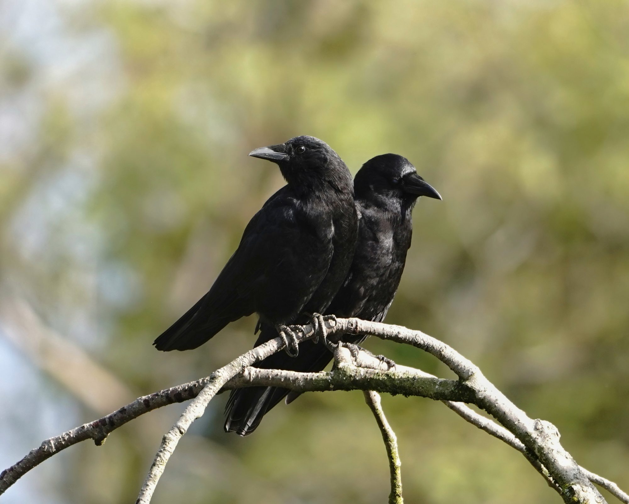 Two crows