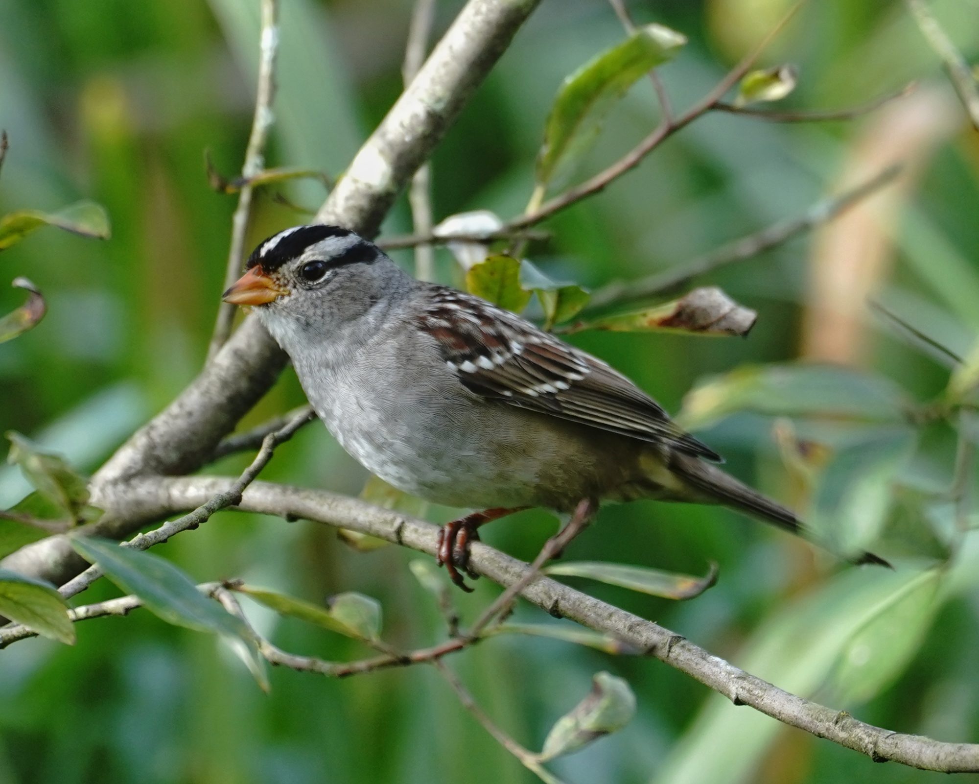 White-crowned Sparrow