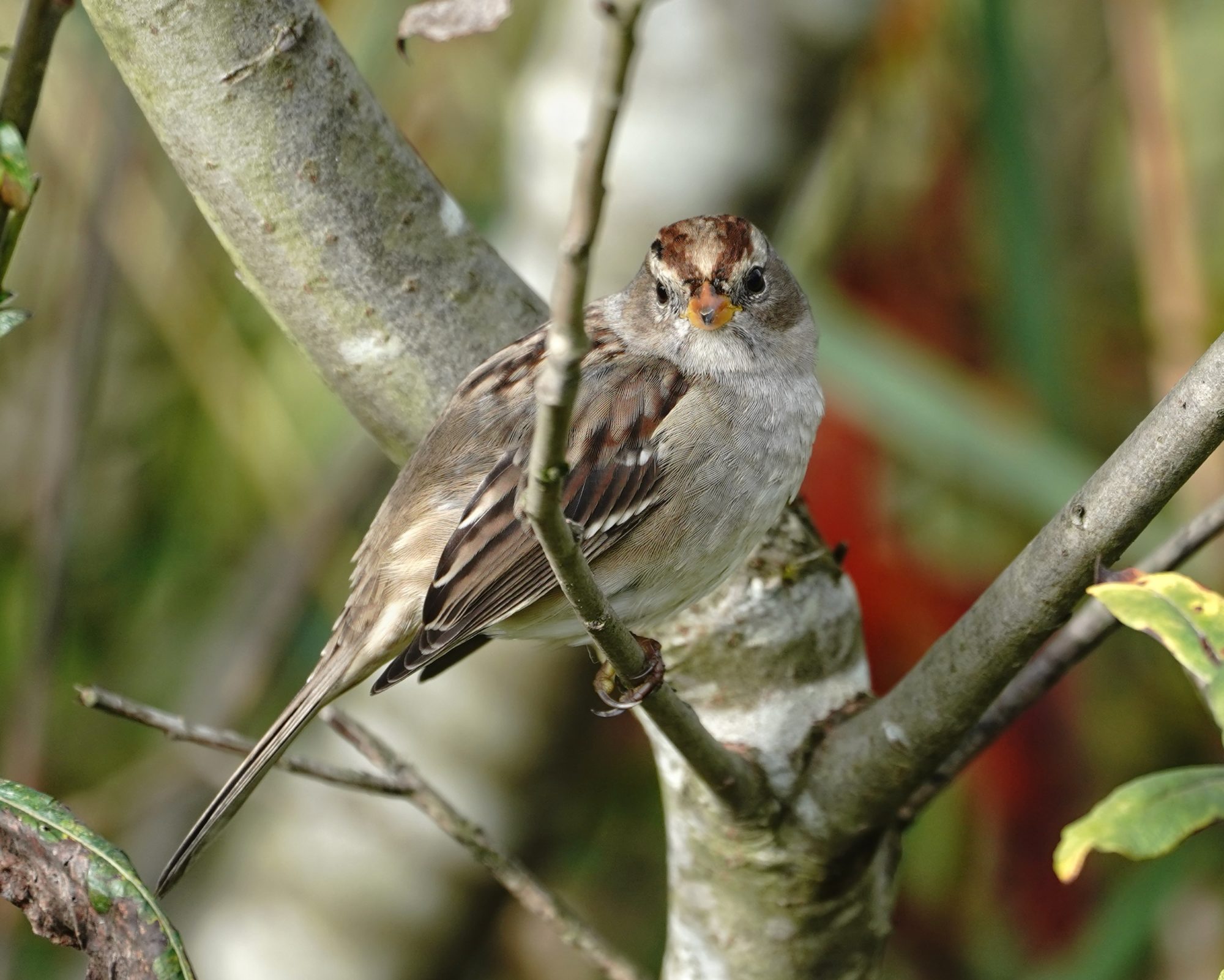 White-throated Sparrow