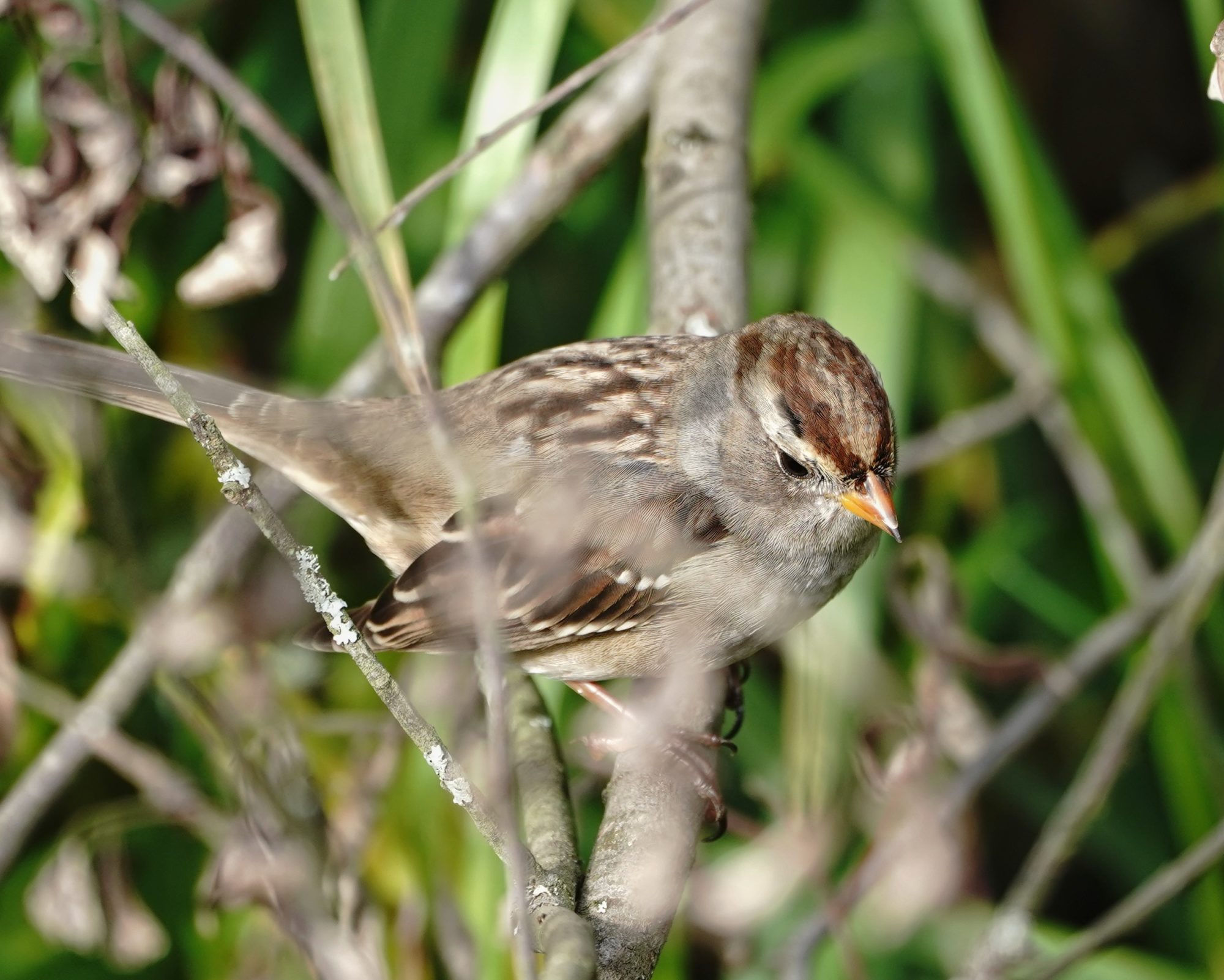 White-throated Sparrow