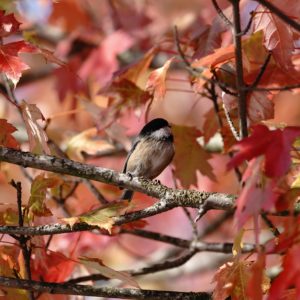 Black-capped Chickadee