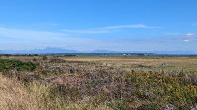 Boundary Bay scenery