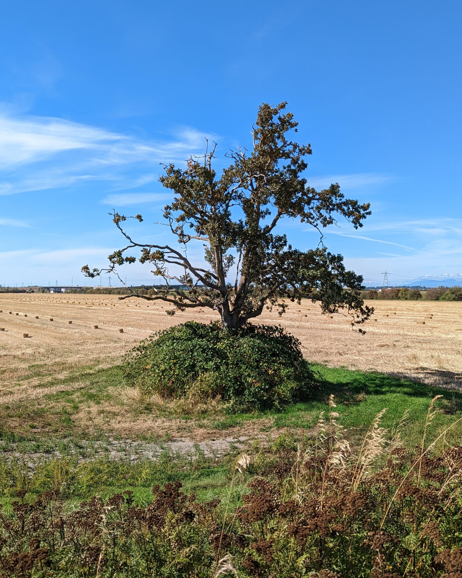 Lone tree