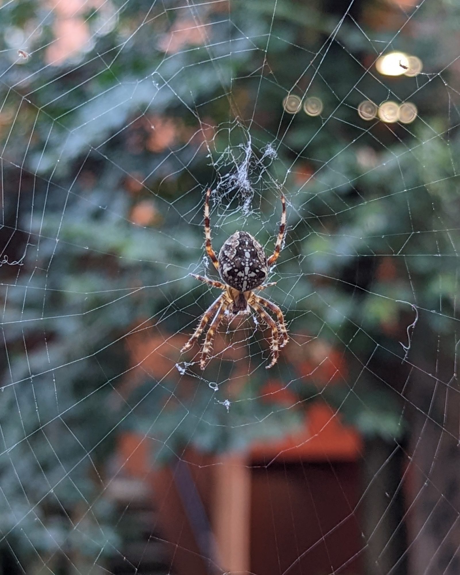 Orb weaver and web