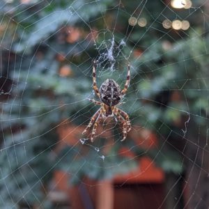 Orb weaver and web