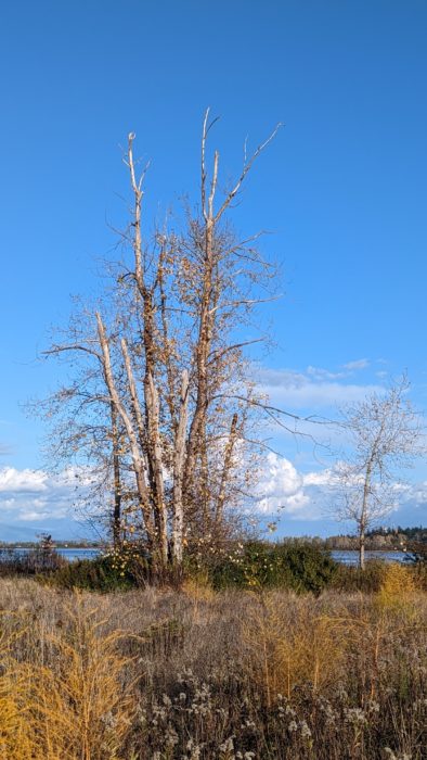 Trees