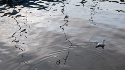 Seagull on grey water