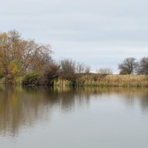 Overcast pond