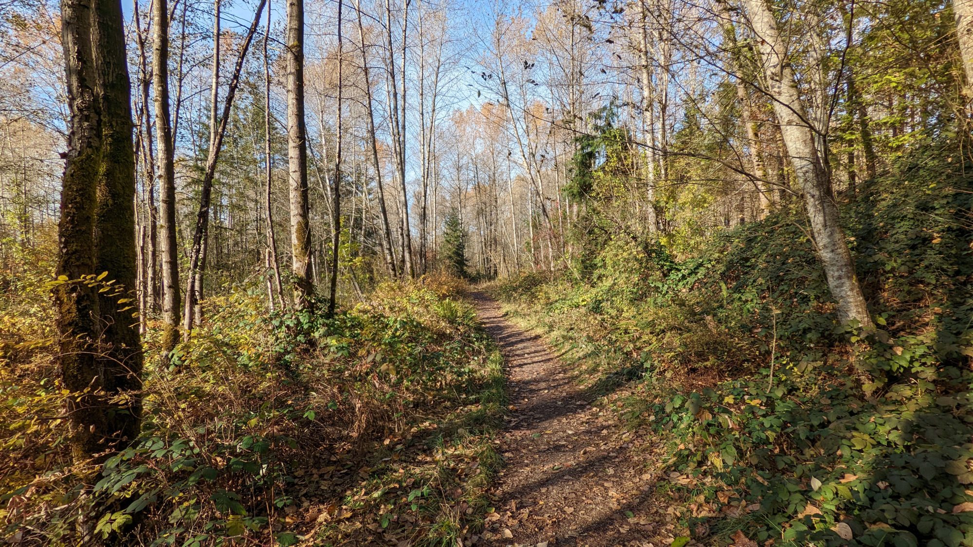 Maplewood Flats trail