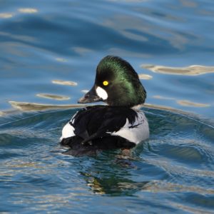 Common Goldeneye