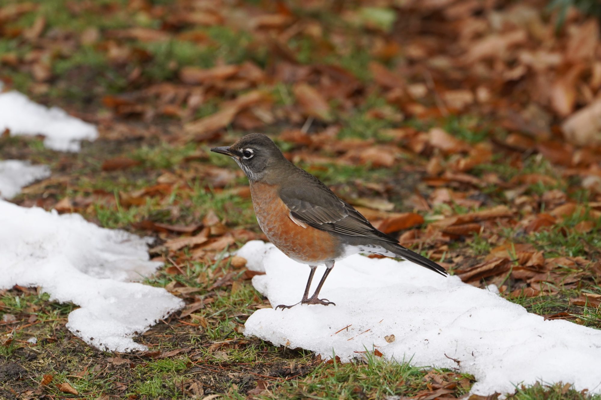 American Robin in the snow