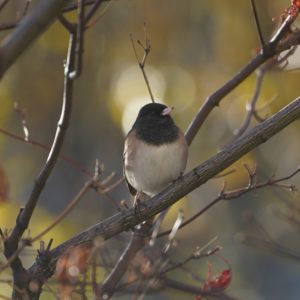 Dark-eyed Junco