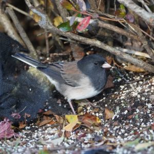 Dark-eyed Junco