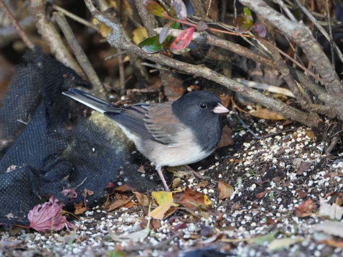 Dark-eyed Junco