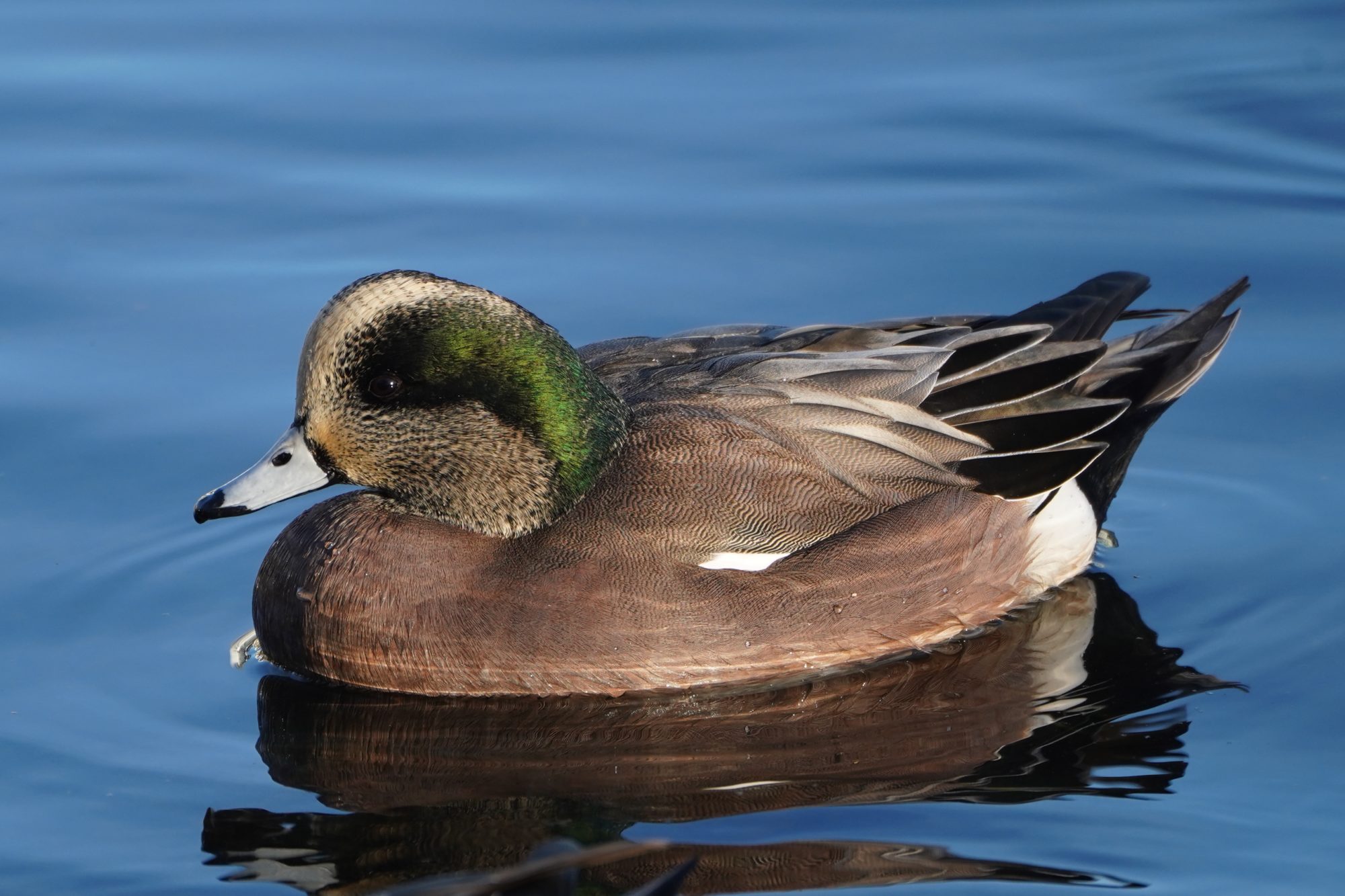 American Wigeon