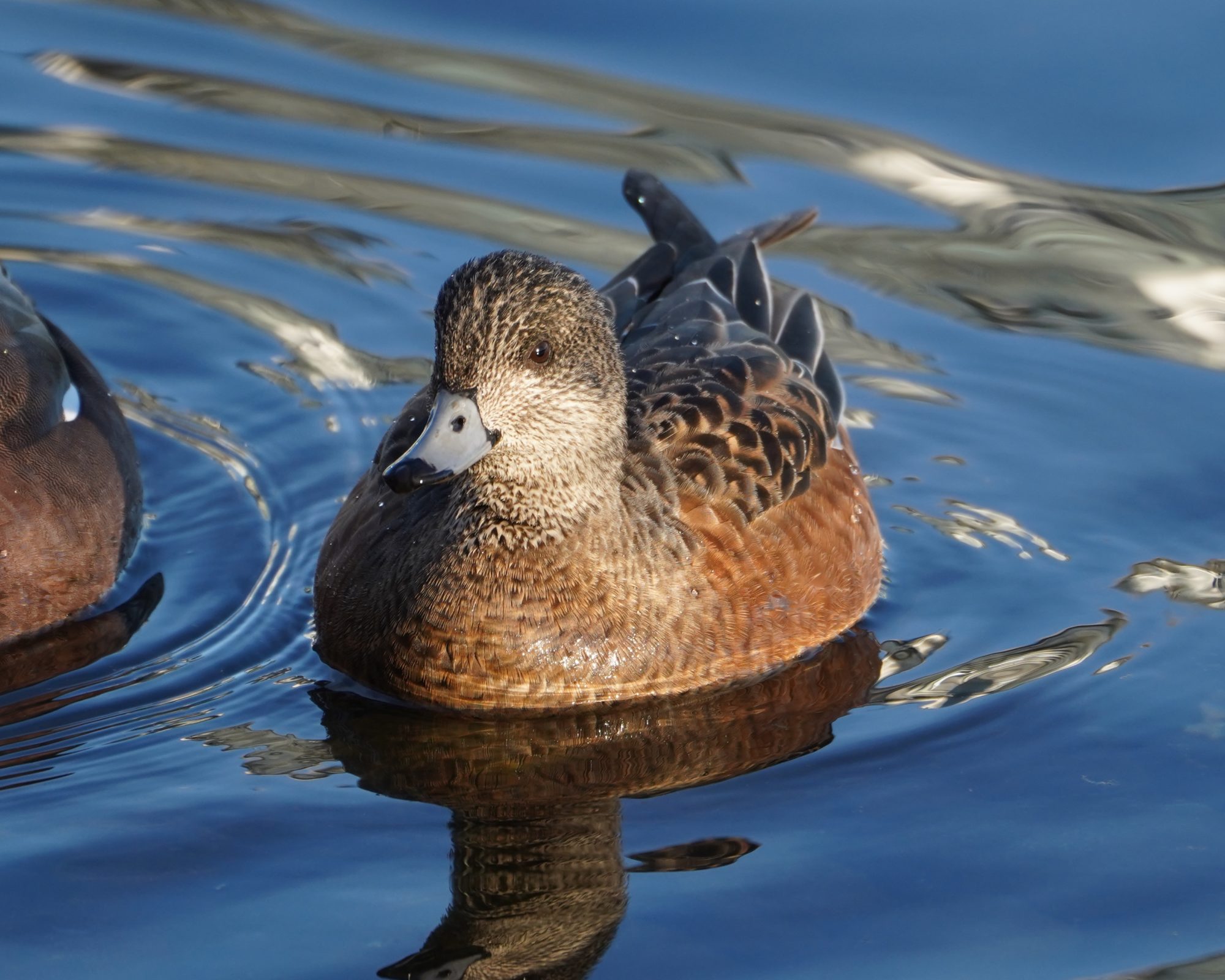 American Wigeon