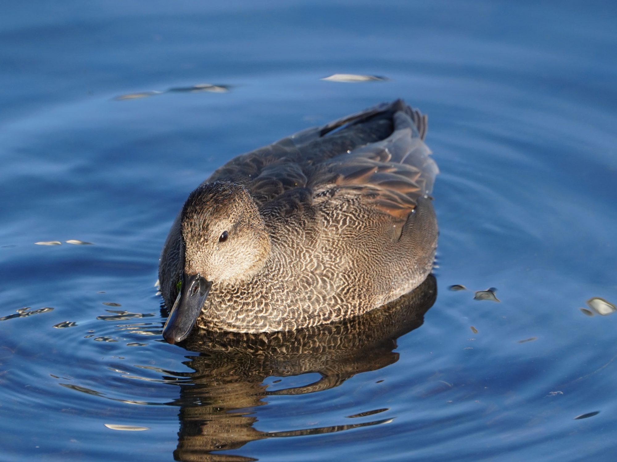 Gadwall