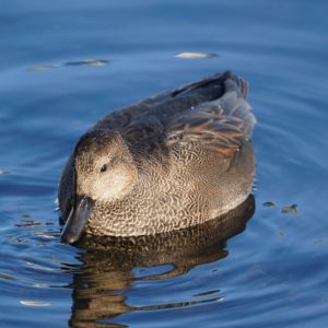 Gadwall