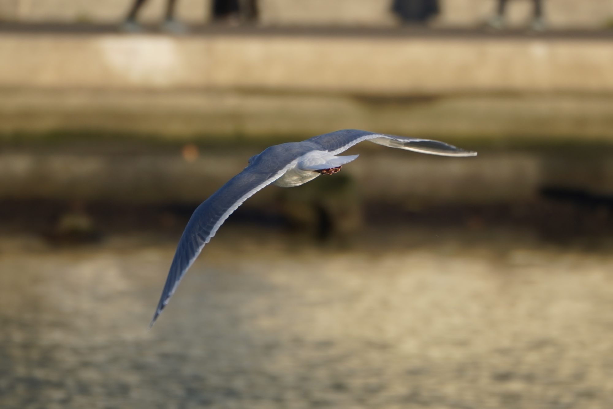 Seagull in flight