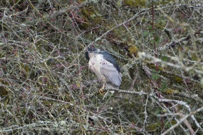 Black-crowned Night Heron