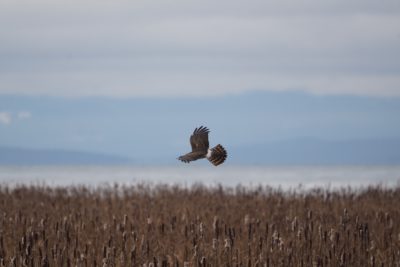 Northern Harrier