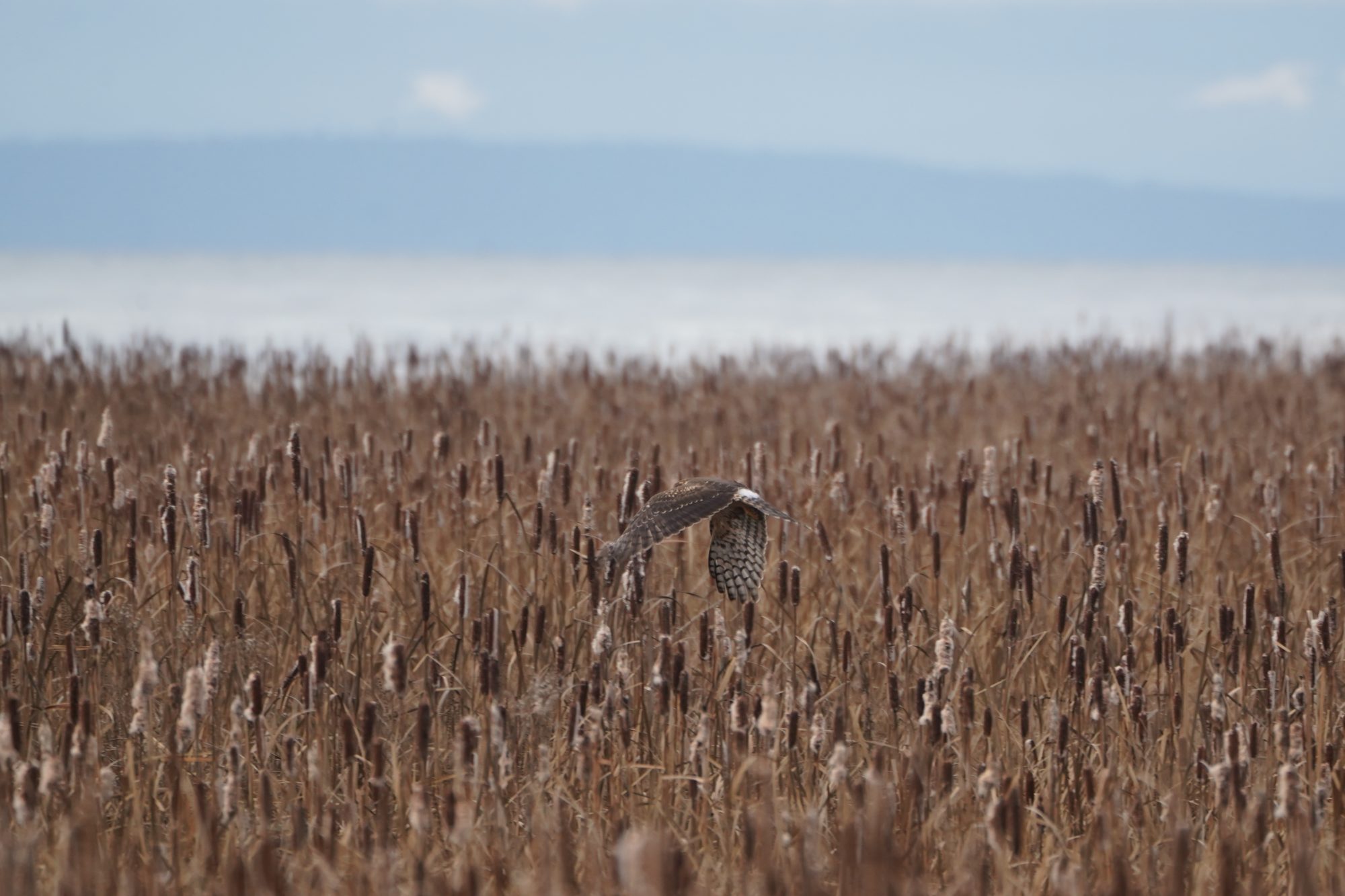 Northern Harrier