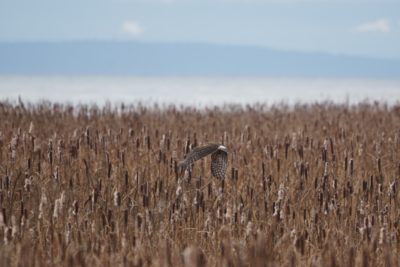 Northern Harrier