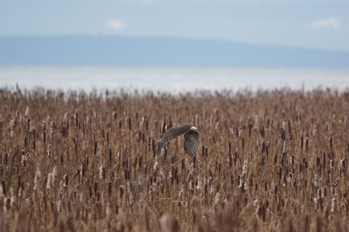 Northern Harrier