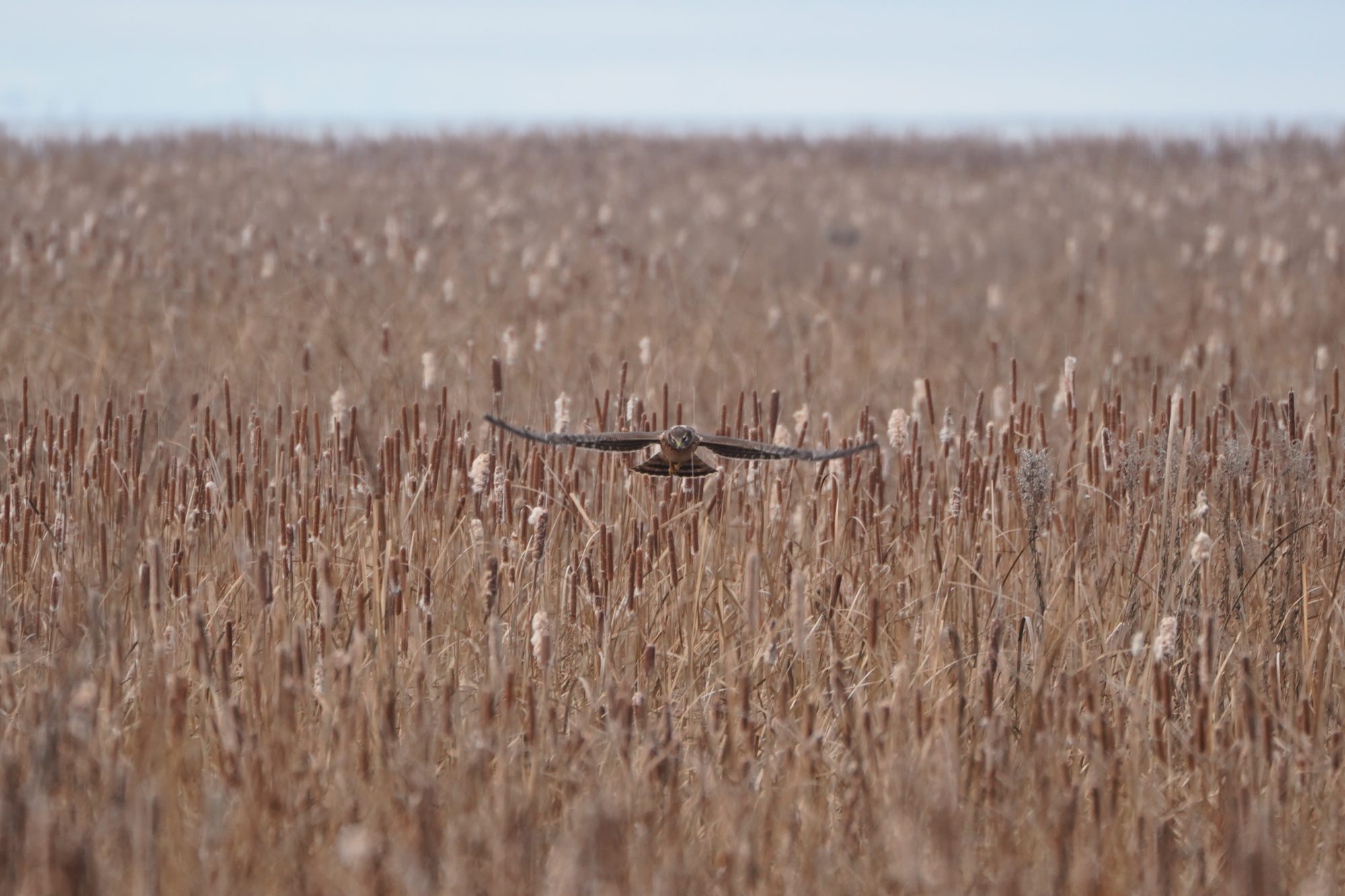 Northern Harrier