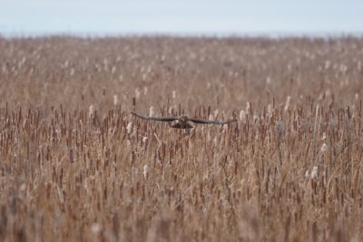 Northern Harrier