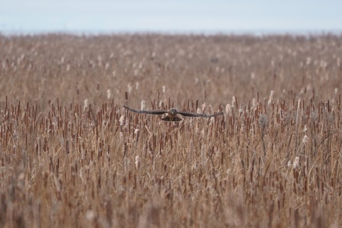 Northern Harrier