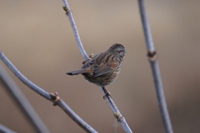 Song Sparrow