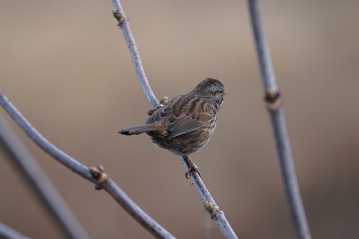 Song Sparrow