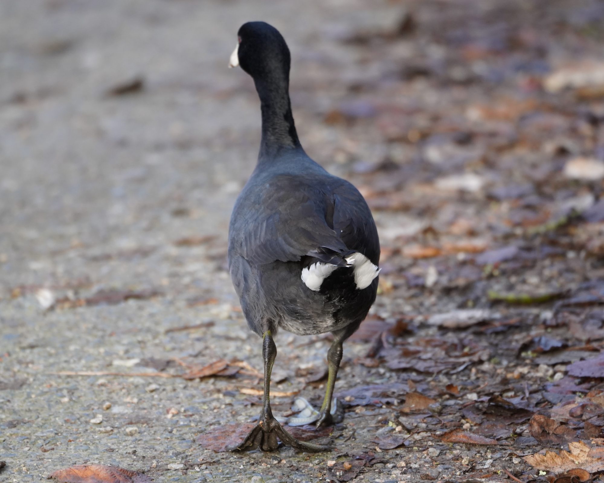 American Coot