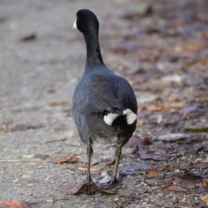 American Coot