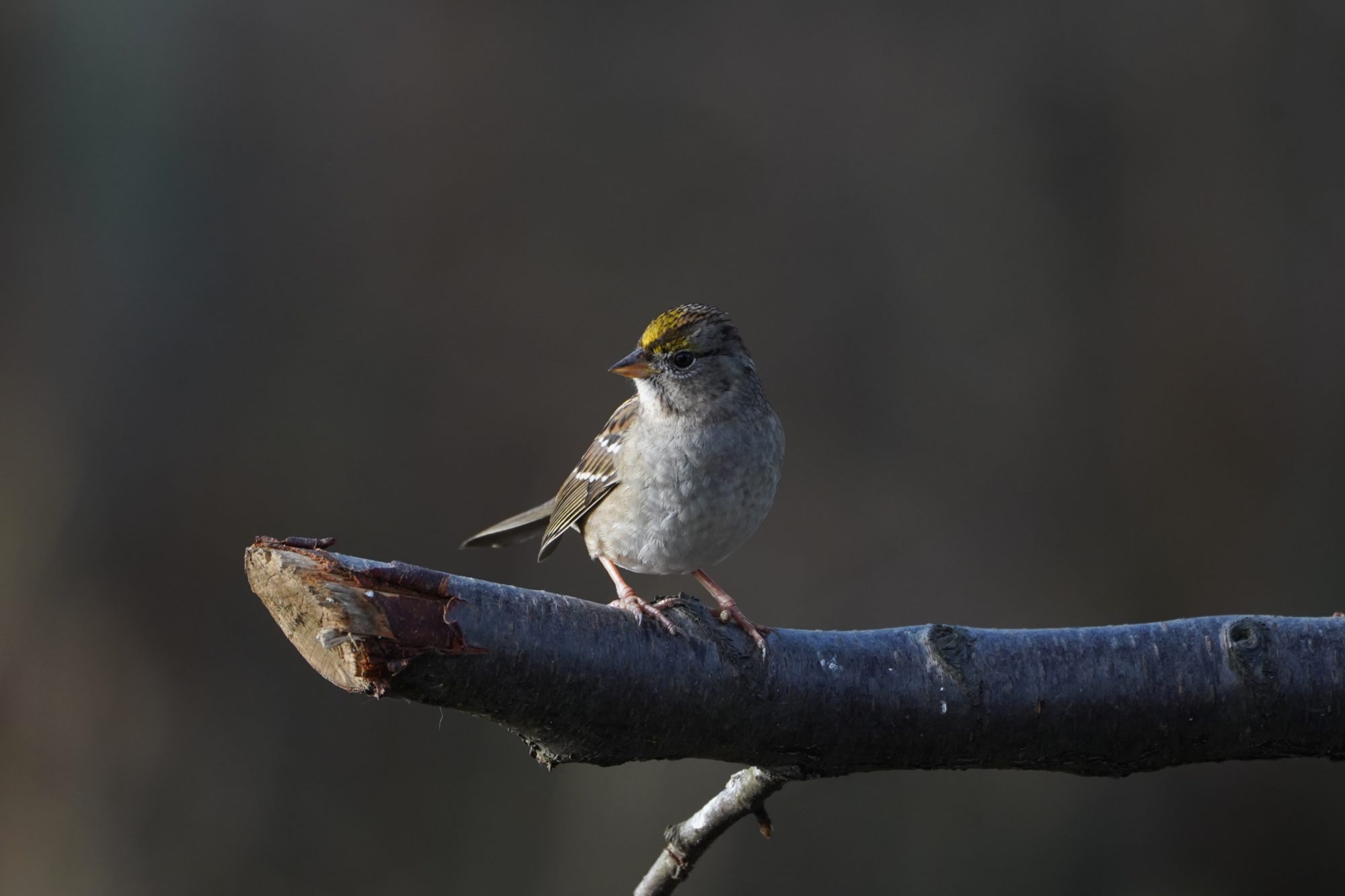 Golden-crowned Sparrow